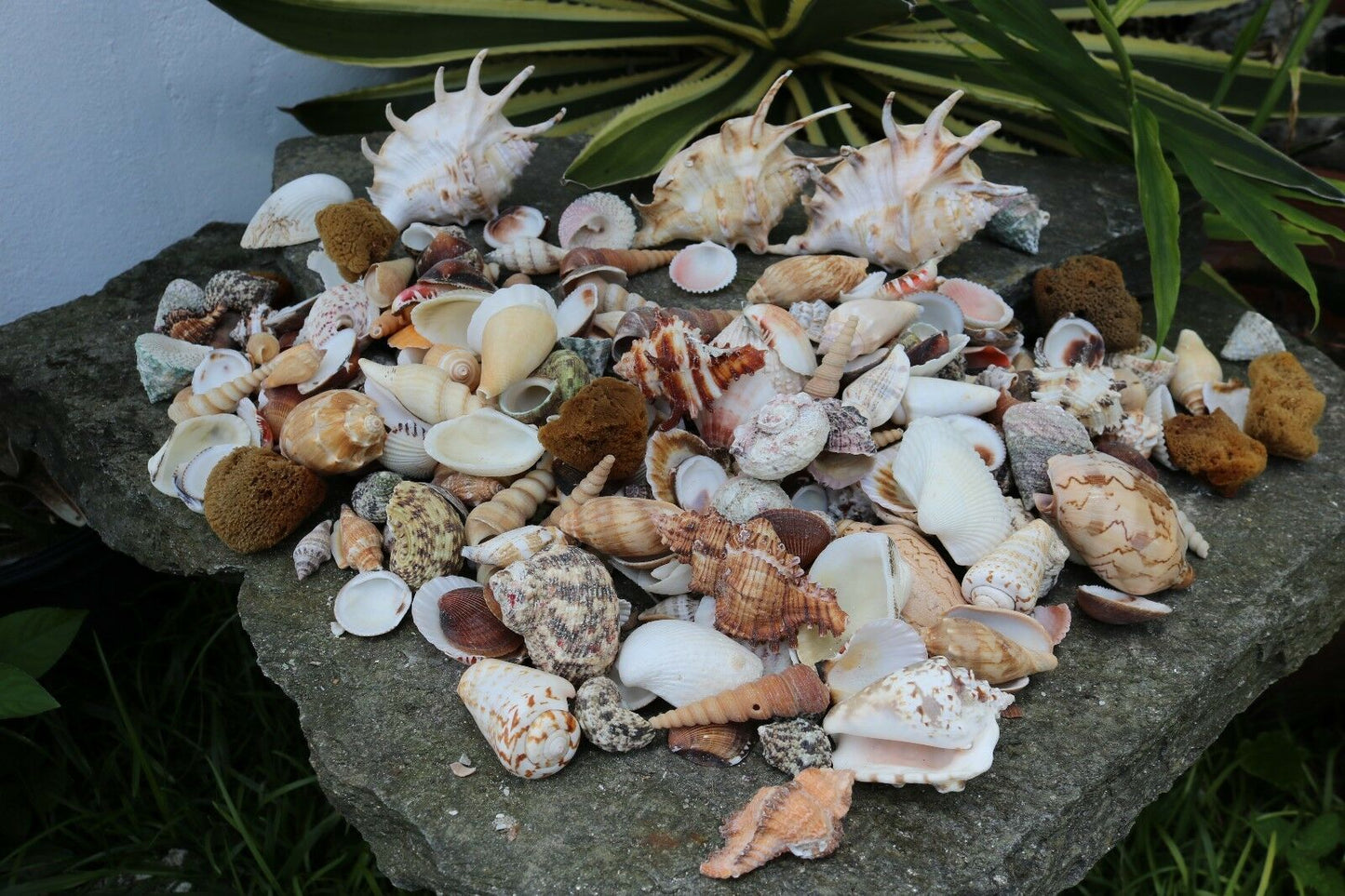 Huge Lot of Seashells 5+ LBS Sea Shells Best Price! Free Ship!