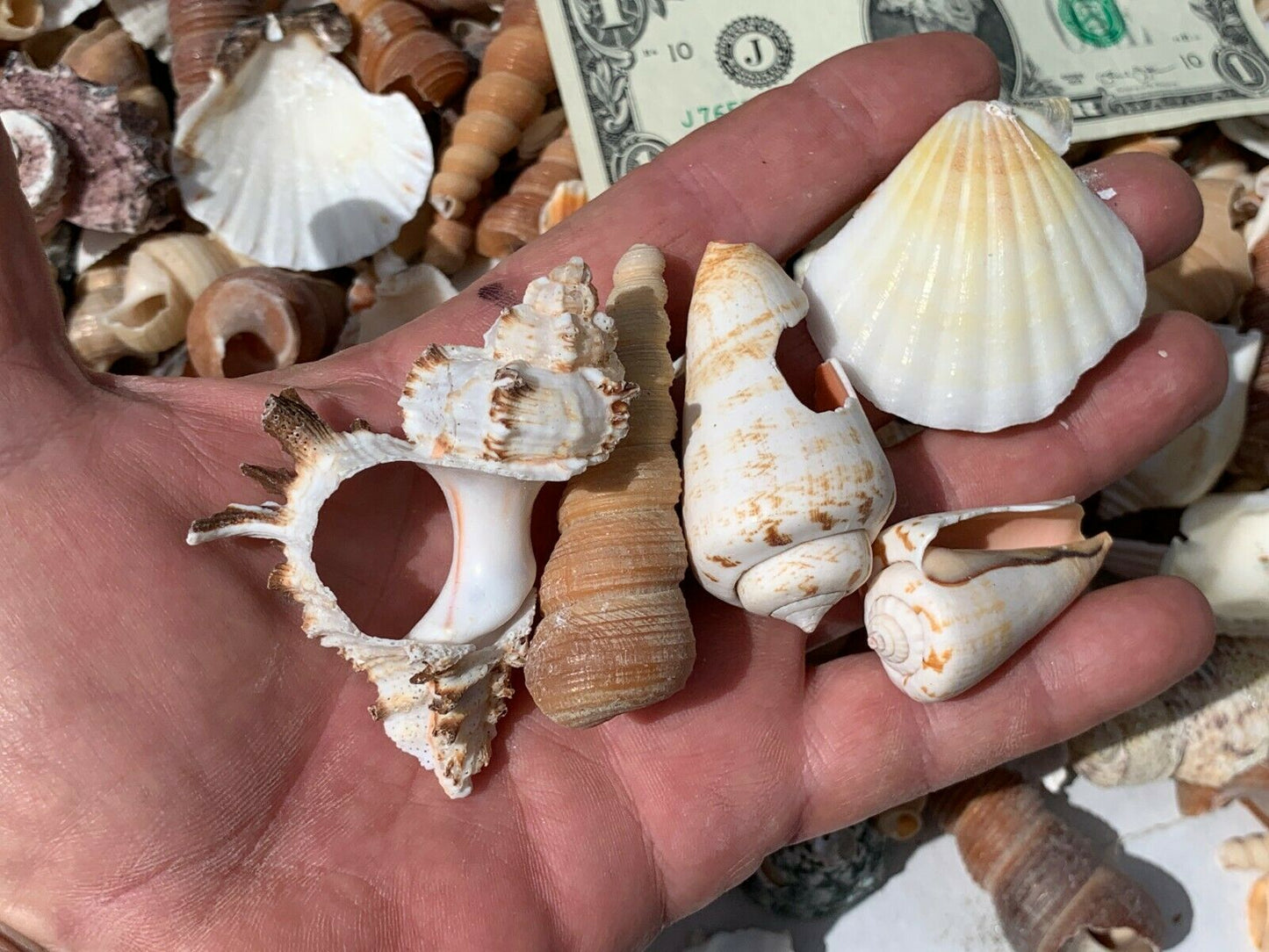 4 lbs. Broken Crafting Seashells Crafts Tumbler Mosaic Sea Shells Art