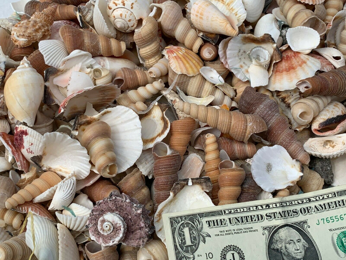 15 Lbs. Broken Crafting Seashells Crafts Tumbler Mosaic Sea Shells Art