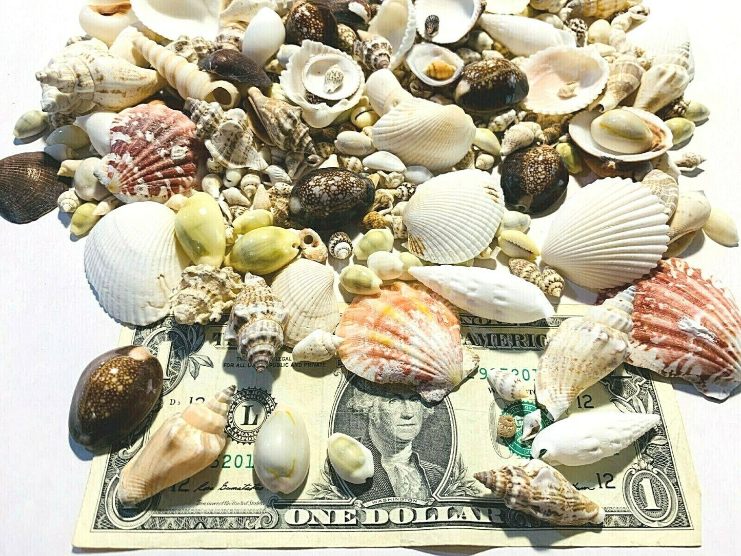 200+ Small Mixed Seashells, Cowries, Assorted Craft Shells Mix