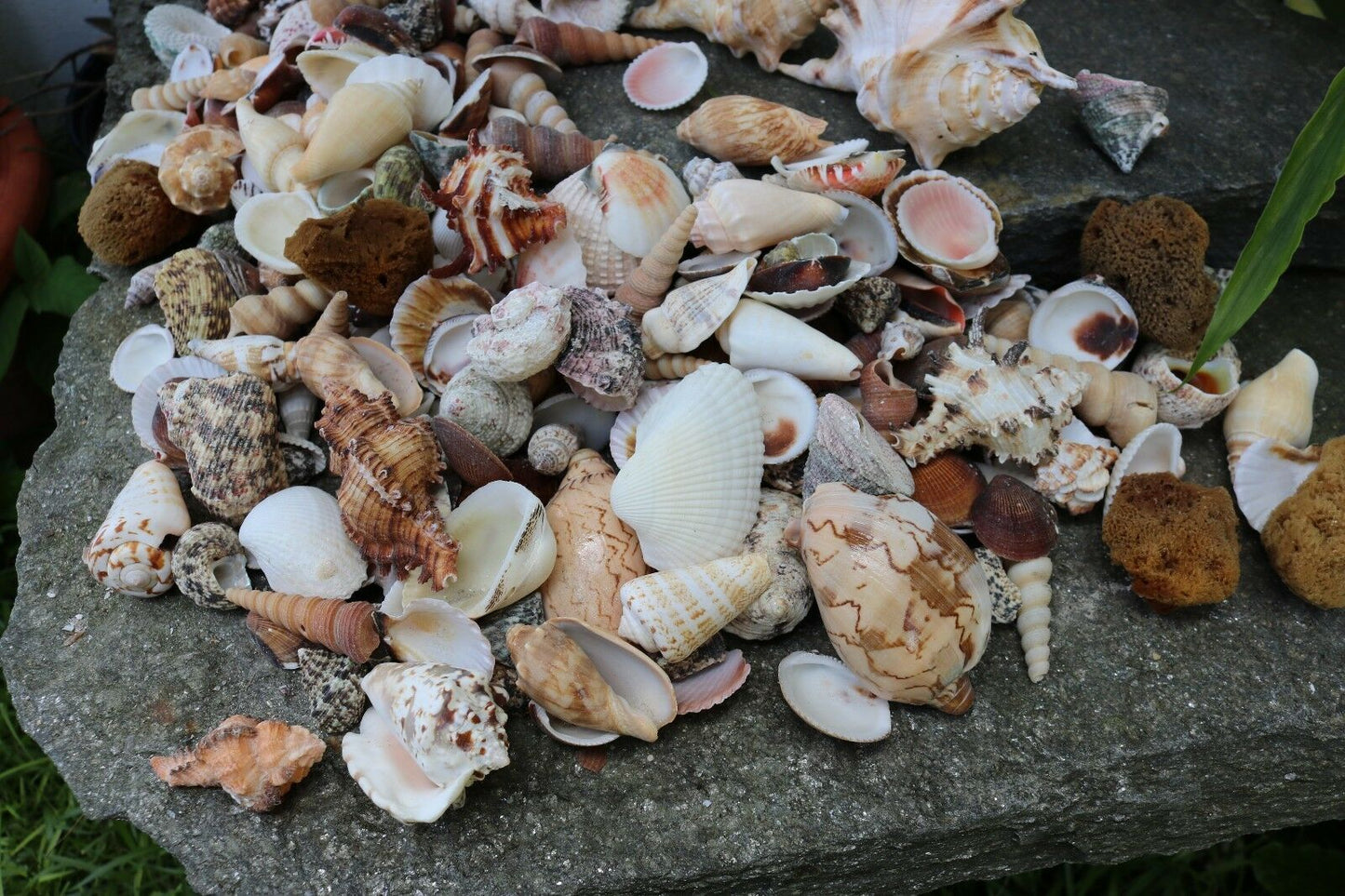 Huge Lot of Seashells 5+ LBS Sea Shells Best Price! Free Ship!