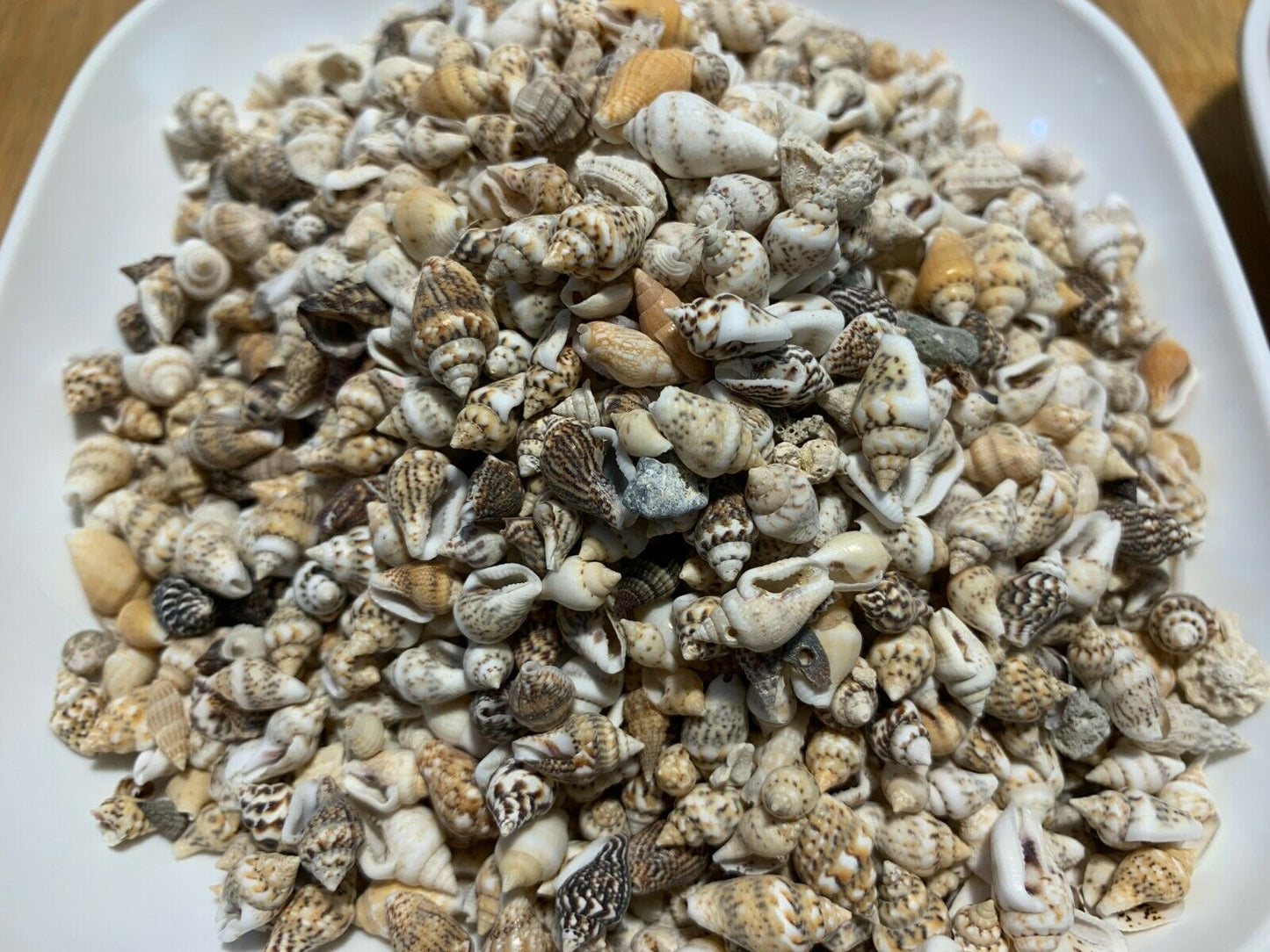 2 lbs. Small / Tiny Seashells Sea Shells Craft Assortment