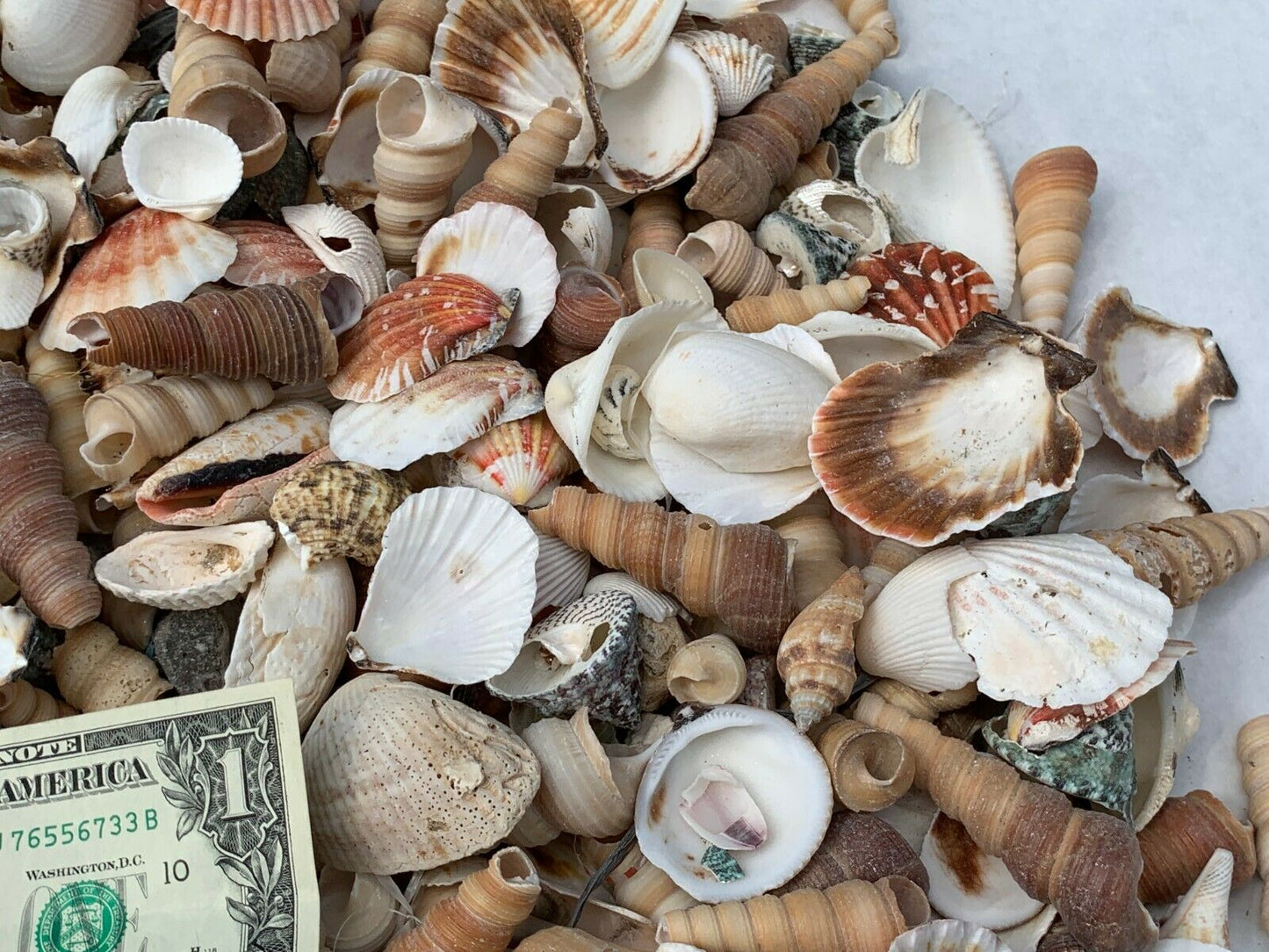 15 Lbs. Broken Crafting Seashells Crafts Tumbler Mosaic Sea Shells Art