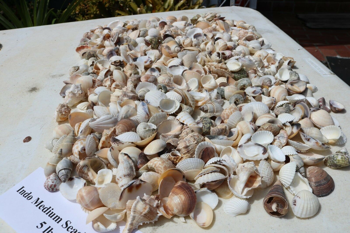 5 lbs. Medium Indo Seashells Sea Shells