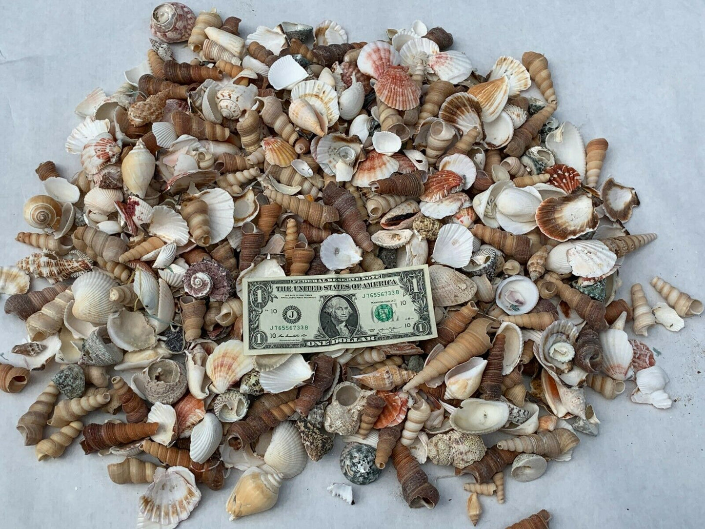 4 lbs. Broken Crafting Seashells Crafts Tumbler Mosaic Sea Shells Art