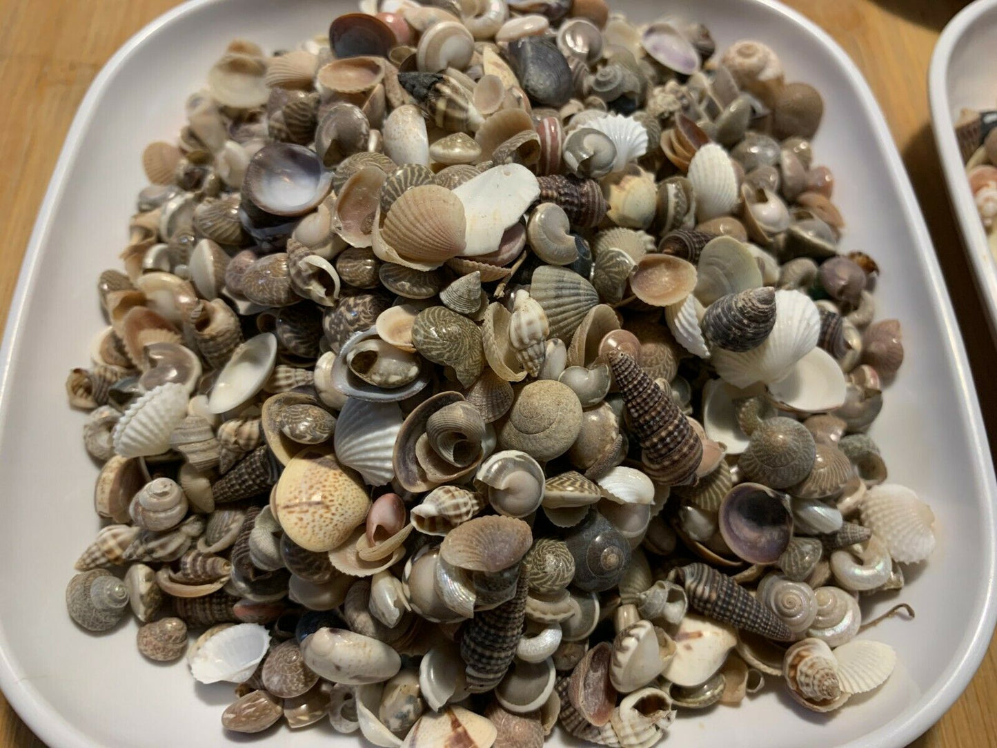 2 lbs. Small / Tiny Seashells Sea Shells Craft Assortment