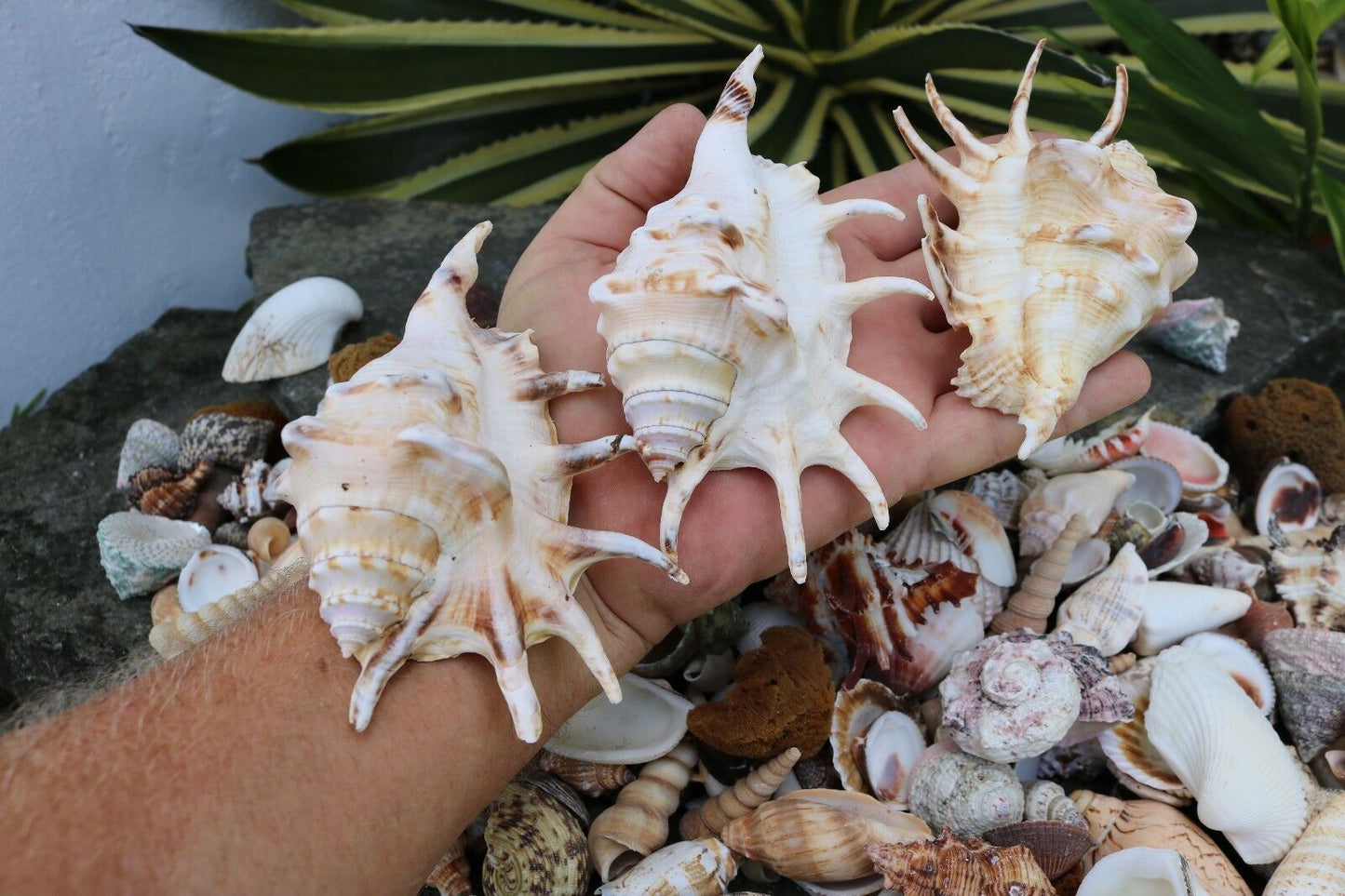 Huge Lot of Seashells 5+ LBS Sea Shells Best Price! Free Ship!