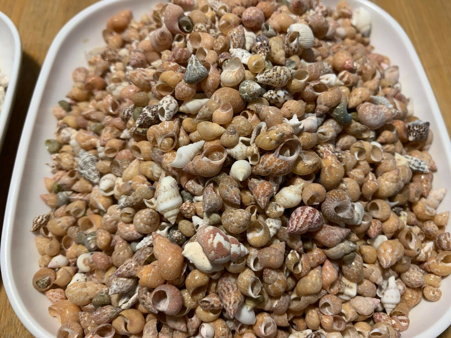 2 lbs. Small / Tiny Seashells Sea Shells Craft Assortment