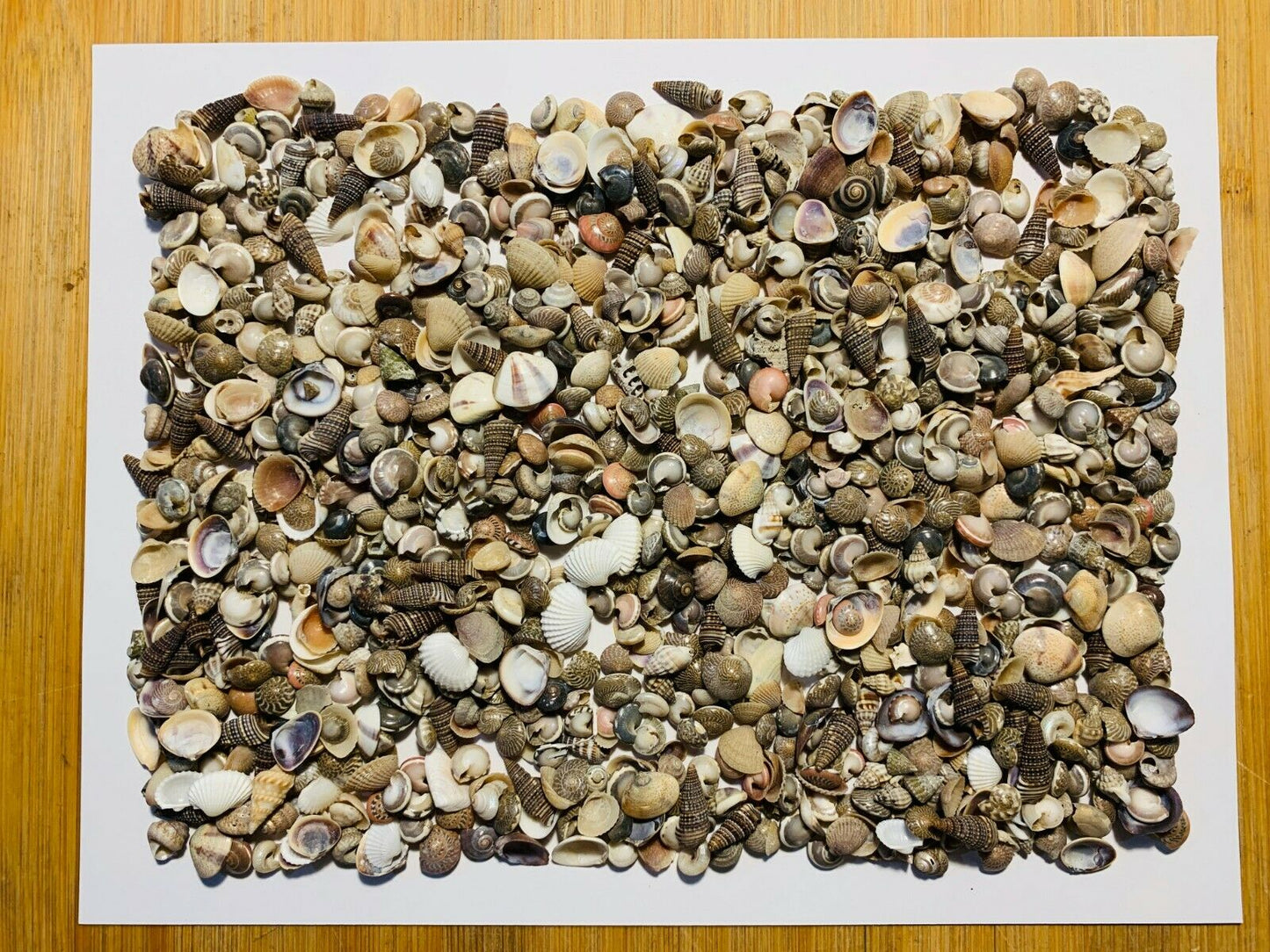 500+ Tiny Mixed Seashells, Assorted Craft Shells Mix