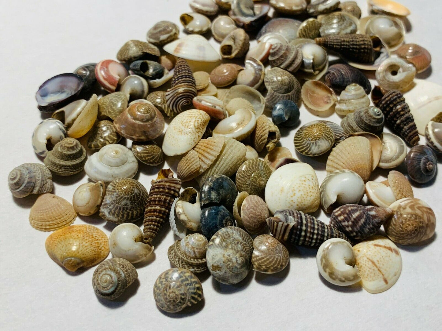 500+ Tiny Mixed Seashells, Assorted Craft Shells Mix