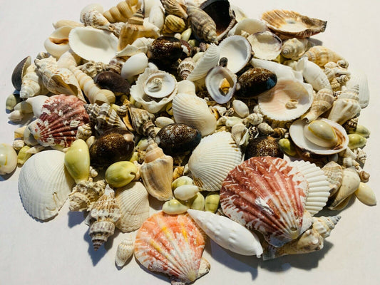 200+ Small Mixed Seashells, Cowries, Assorted Craft Shells Mix