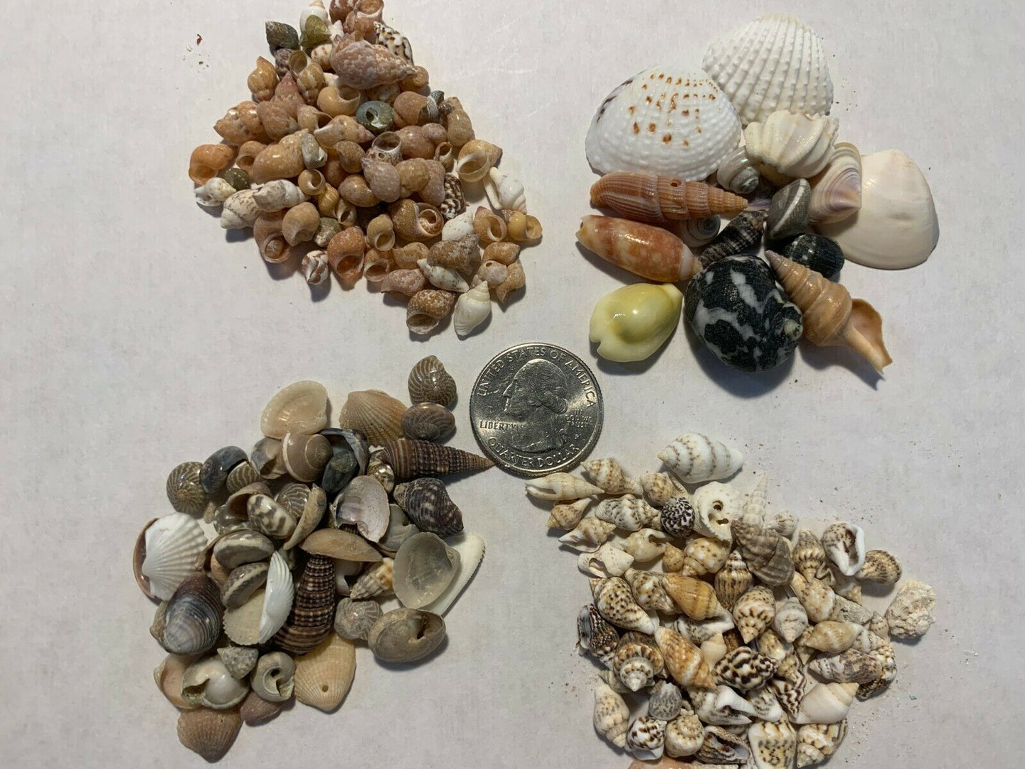 2 lbs. Small / Tiny Seashells Sea Shells Craft Assortment