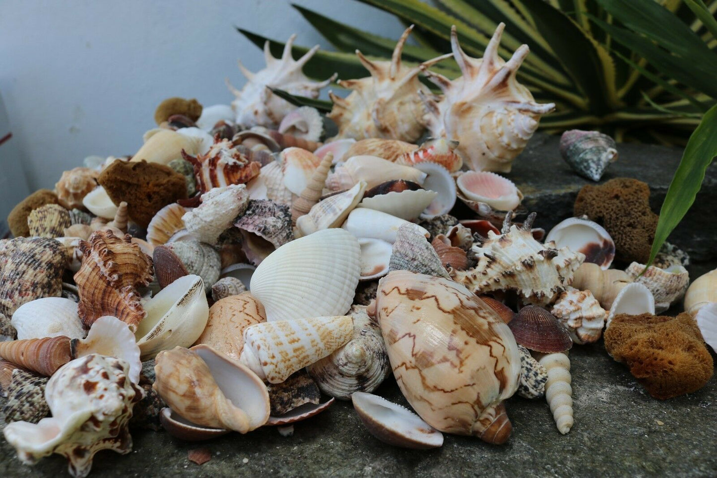 Huge Lot of Seashells 5+ LBS Sea Shells Best Price! Free Ship!