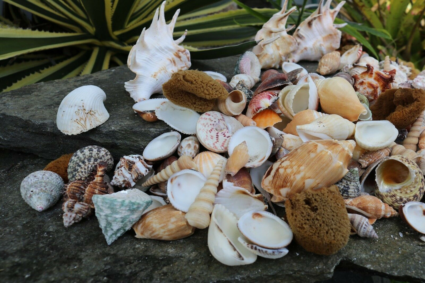 Huge Lot of Seashells 5+ LBS Sea Shells Best Price! Free Ship!