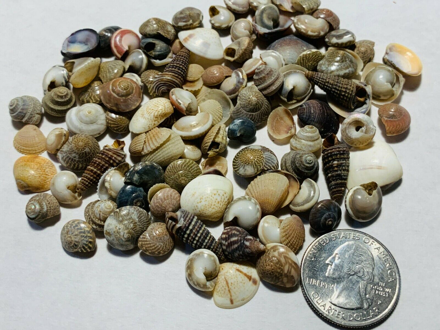 500+ Tiny Mixed Seashells, Assorted Craft Shells Mix