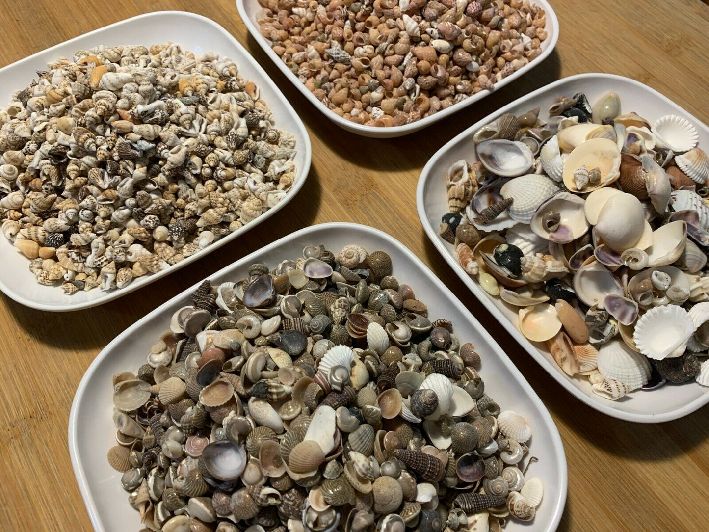 2 lbs. Small / Tiny Seashells Sea Shells Craft Assortment