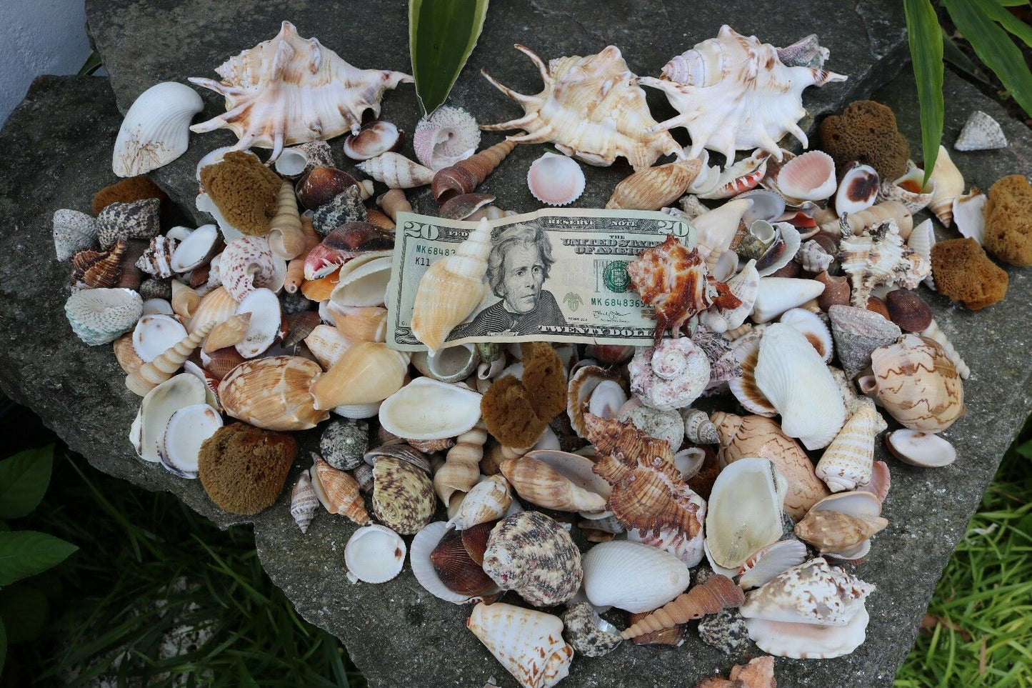 Huge Lot of Seashells 5+ LBS Sea Shells Best Price! Free Ship!