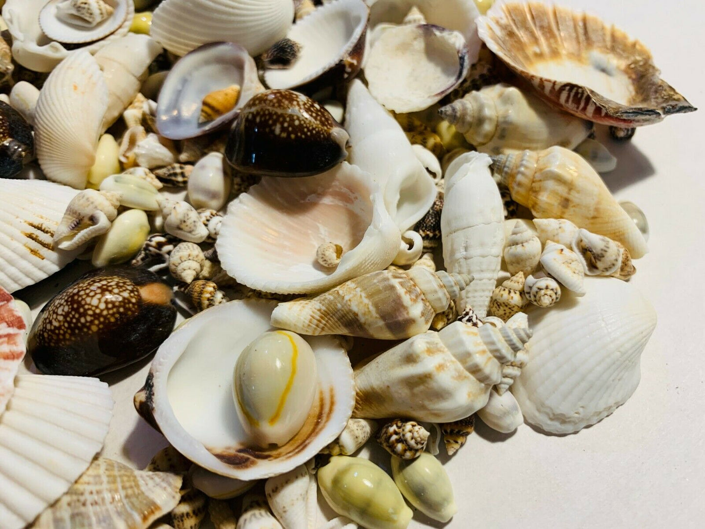 200+ Small Mixed Seashells, Cowries, Assorted Craft Shells Mix