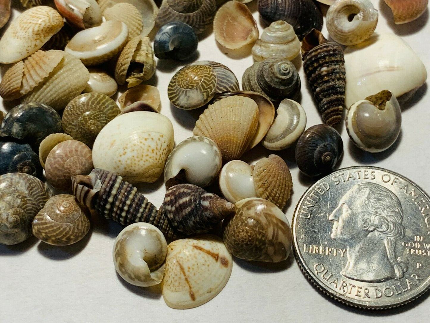 500+ Tiny Mixed Seashells, Assorted Craft Shells Mix