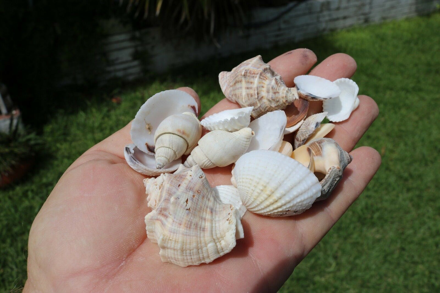 5 lbs. Medium Indo Seashells Sea Shells