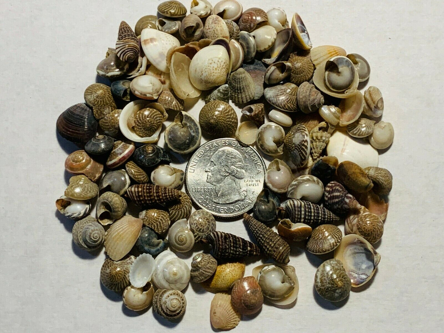 500+ Tiny Mixed Seashells, Assorted Craft Shells Mix