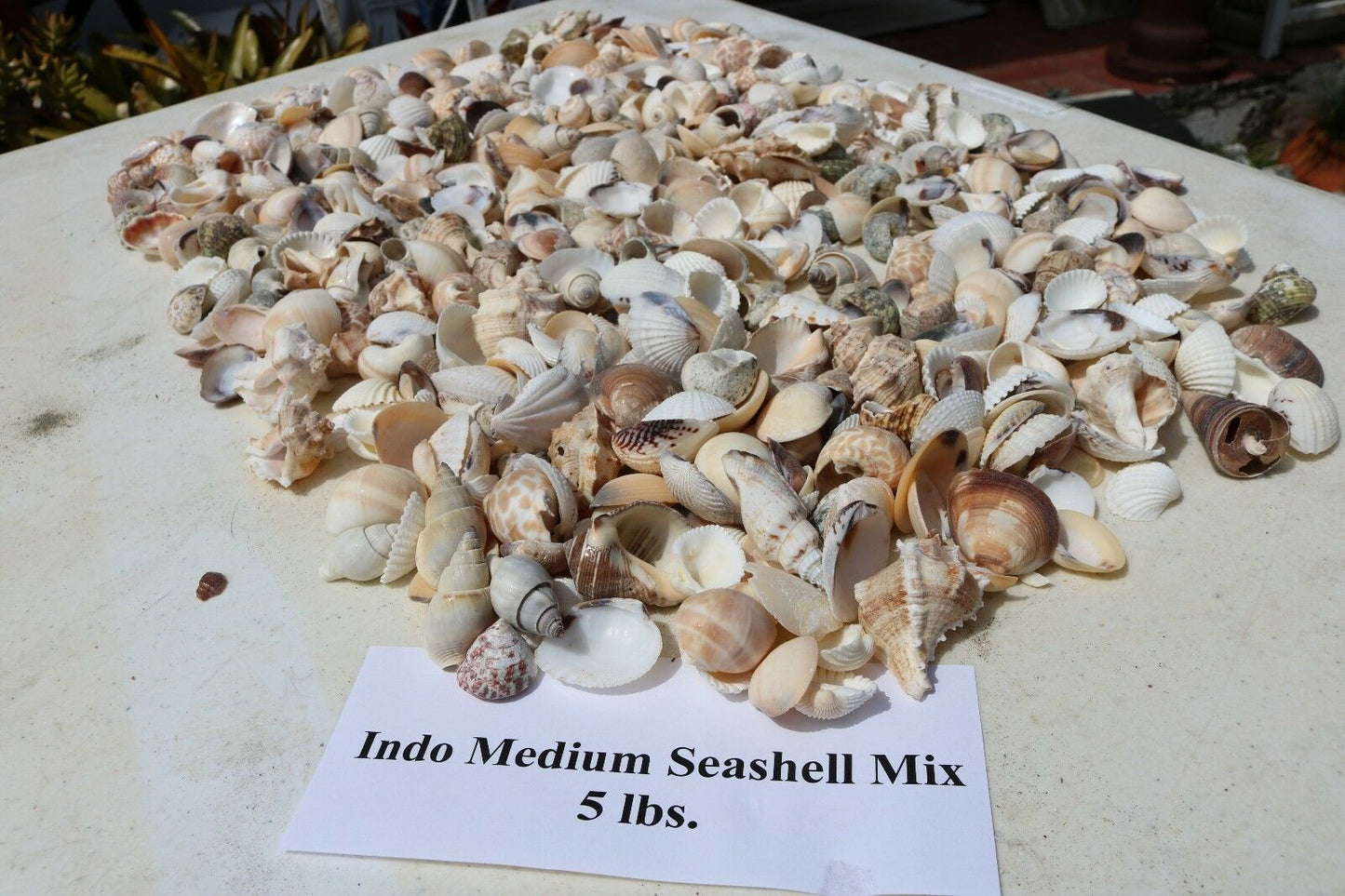 5 lbs. Medium Indo Seashells Sea Shells