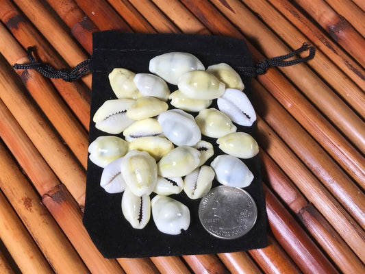 25 Money Cowrie Cowry Shells Seashells Drawstring Pouch