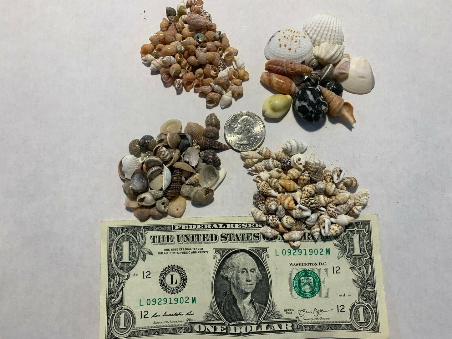 2 lbs. Small / Tiny Seashells Sea Shells Craft Assortment