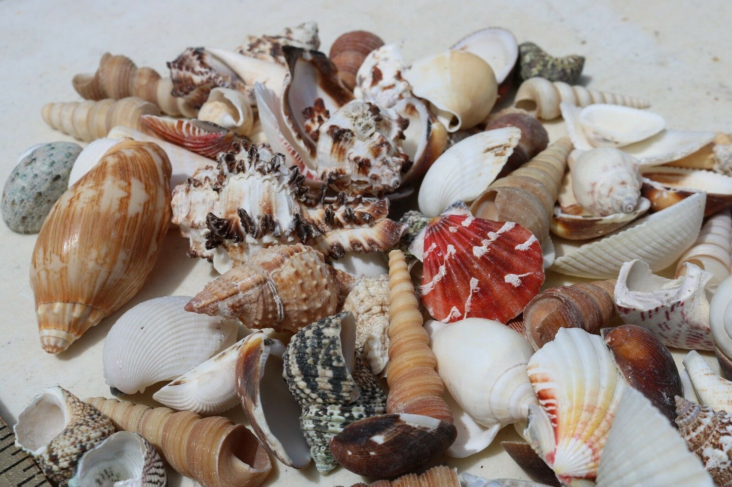 3 lbs. Large Indo-Pacific Seashells Sea Shells