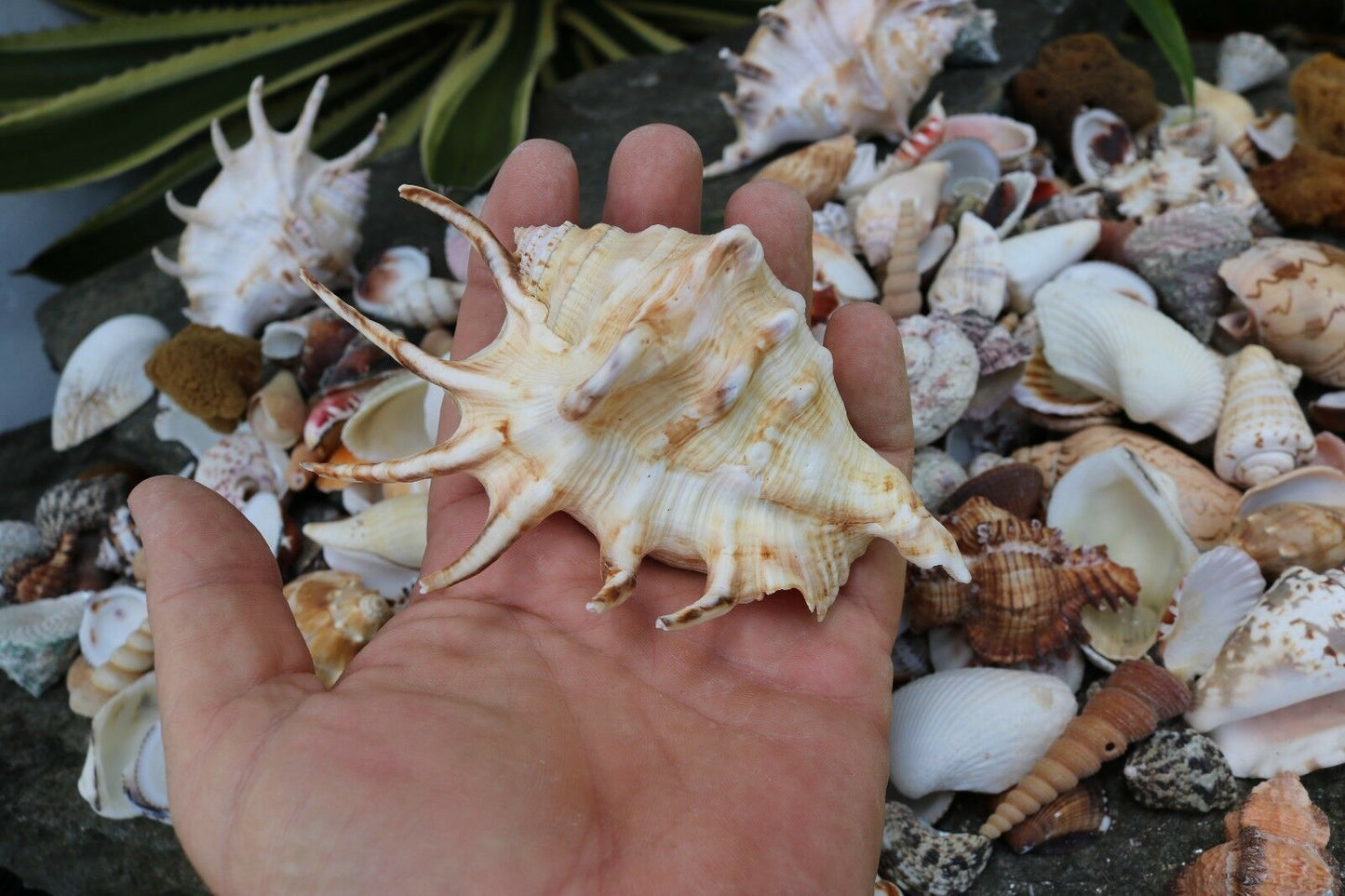 Huge Lot of Seashells 5+ LBS Sea Shells Best Price! Free Ship!