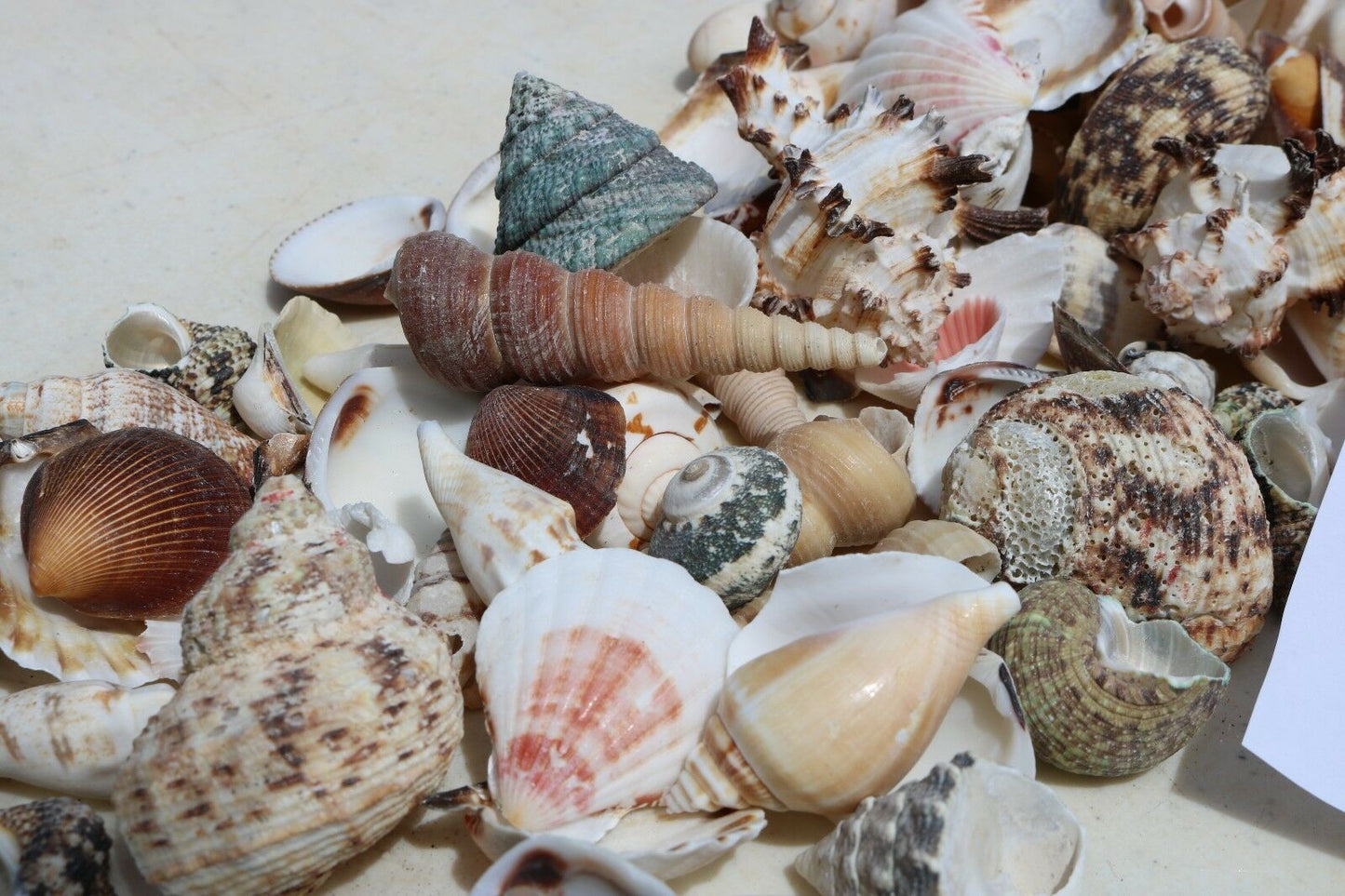 2 lbs. Large Indo-Pacific Seashells Sea Shells