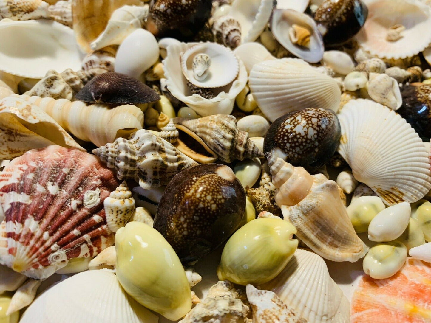 200+ Small Mixed Seashells, Cowries, Assorted Craft Shells Mix