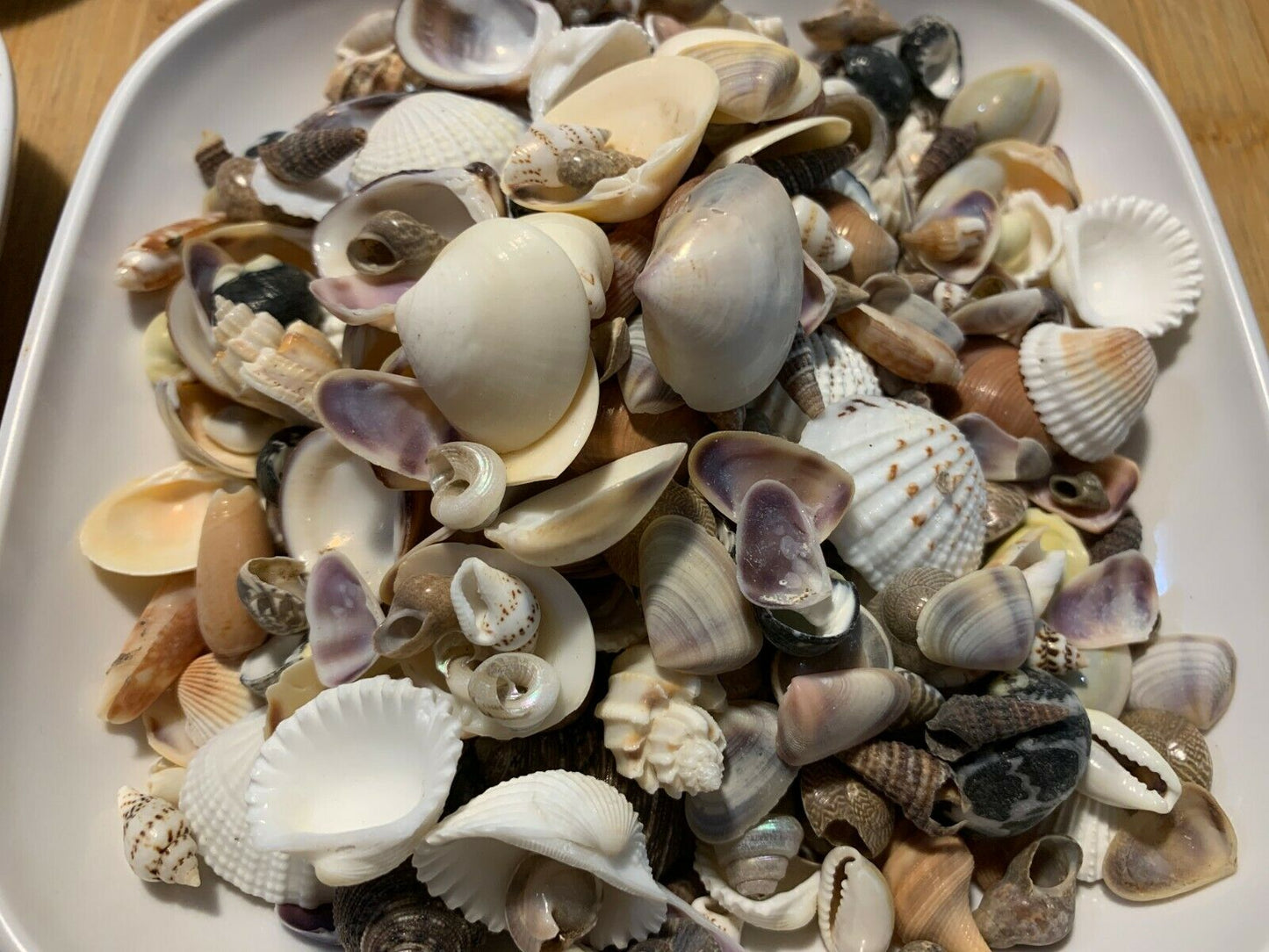 2 lbs. Small / Tiny Seashells Sea Shells Craft Assortment