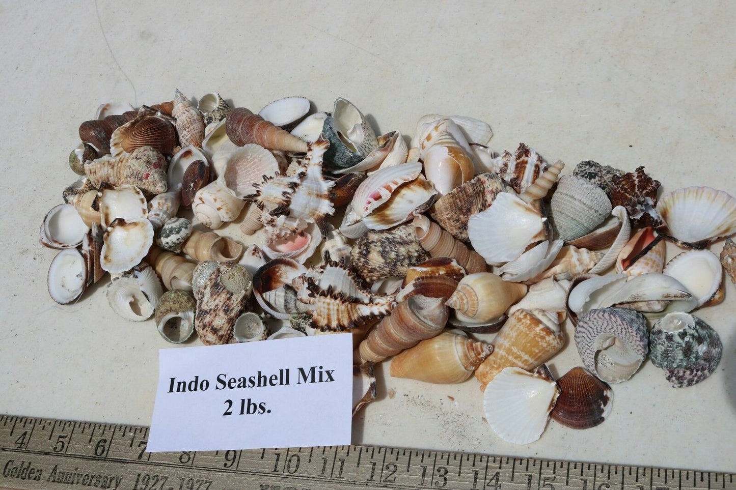 2 lbs. Large Indo-Pacific Seashells Sea Shells