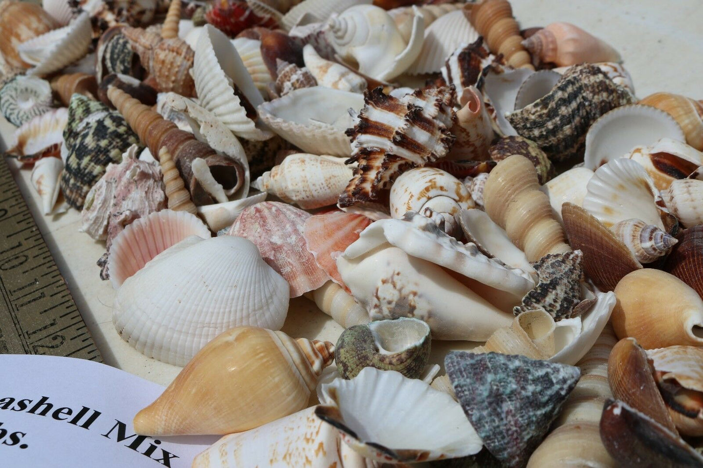 3 lbs. Large Indo-Pacific Seashells Sea Shells