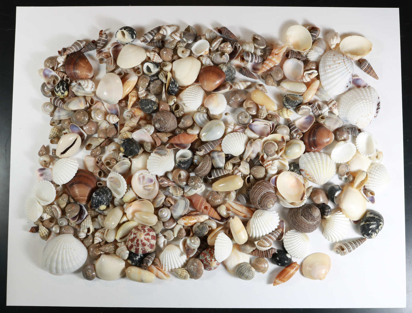 400+ Tiny Mixed Seashells, Assorted Craft Shells Mix