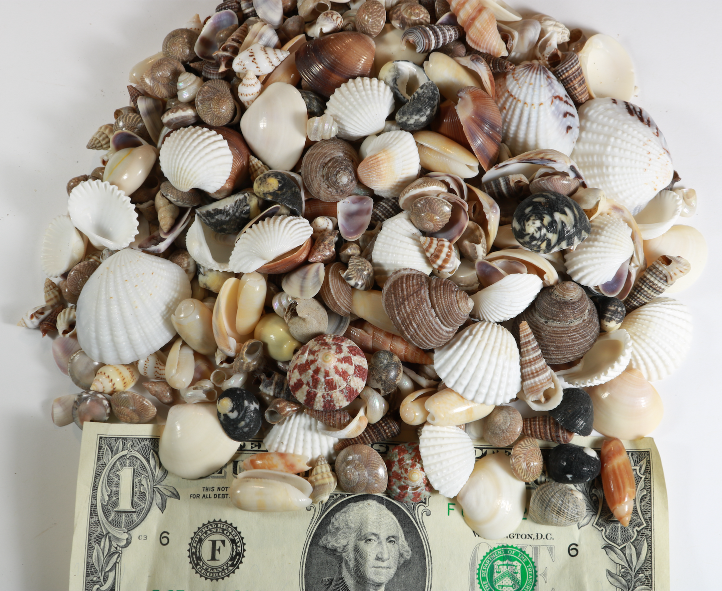 400+ Tiny Mixed Seashells, Assorted Craft Shells Mix