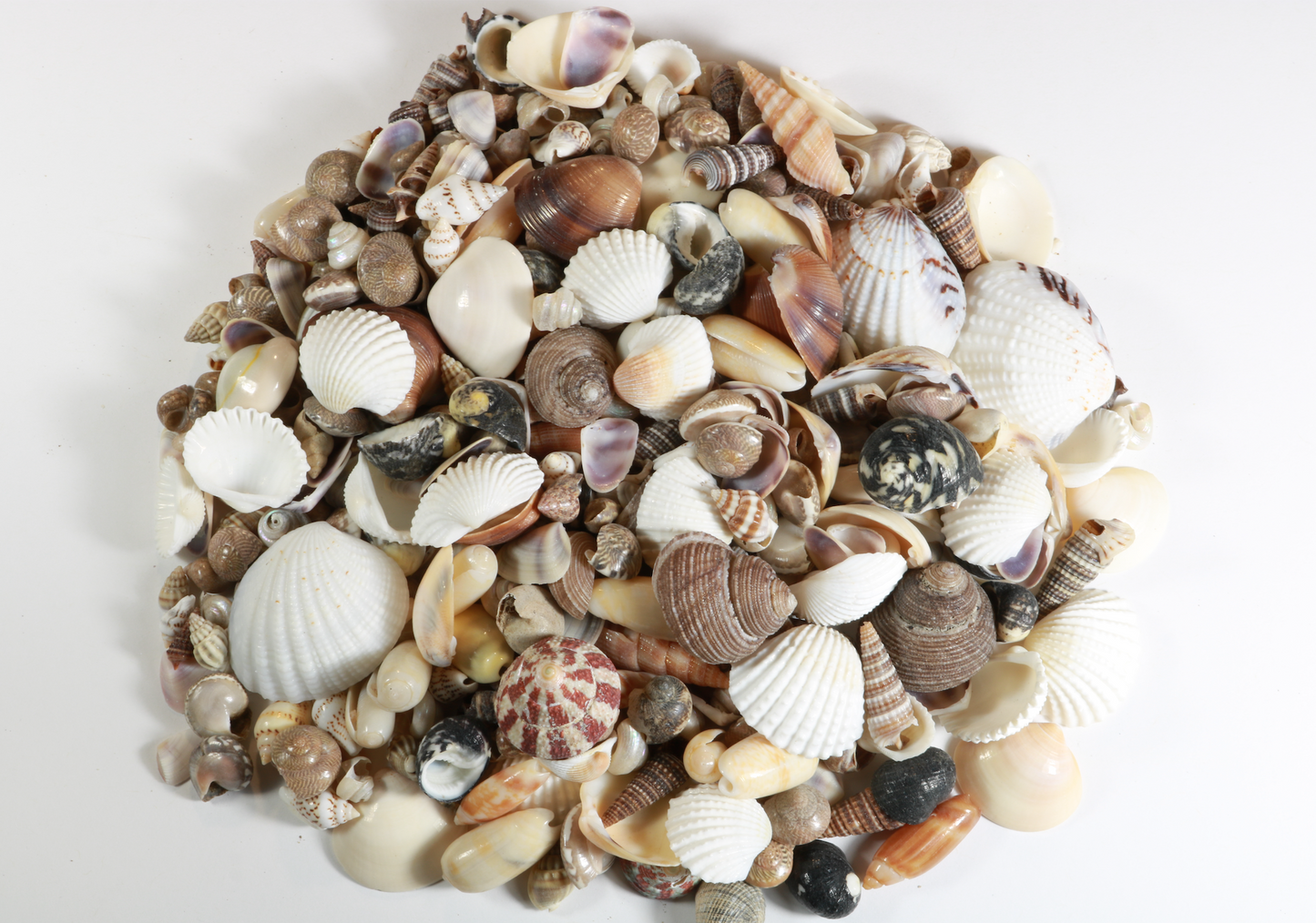 400+ Tiny Mixed Seashells, Assorted Craft Shells Mix